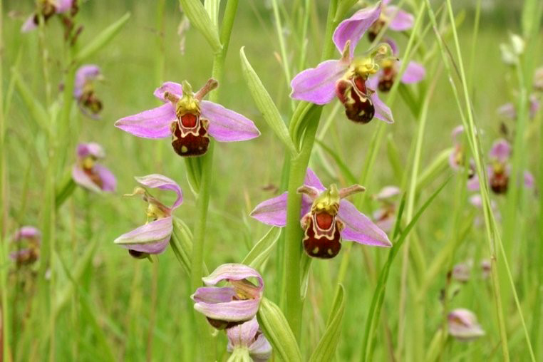 Bee Orchid_Porstewart-Golf-Club